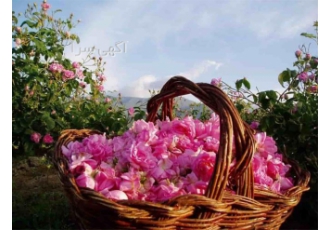 تولید کننده اسانس گلاب قیمت اسانس گل محمدی