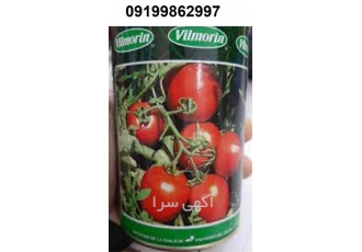 بذر گوجه فرنگی ویلمورین پر فروش ، محصول فرانسوی