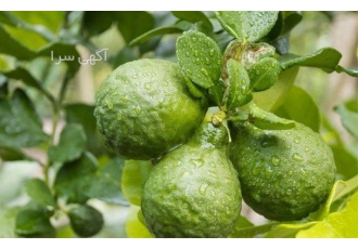 فروش اسانس برگاموت عمده و جزئی در رشت فروش اسانس برگاموت با تضمین