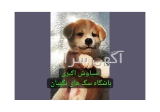 سگ آکیتا ژاپنی اصیل توله سگ قیمت سگ آکیتا در تهران سگ آکیتا بالغ و توله