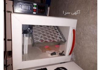 دستگاه جوجه کشی اتوماتیک در گرگان دستگاه جوجه کشی تمام اوتومات موجود