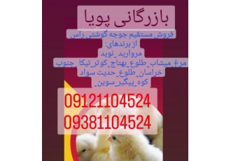 فروش جوجه یکروز کاپ پلاس راس