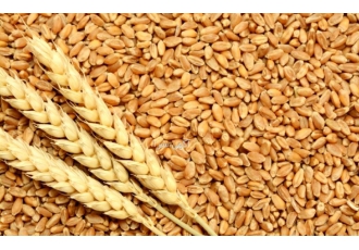 فروش خوراک دام برند زر ستاره آرد داران البرز امین باختر آسیاب آریا کار