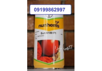 بذر گوجه فرنگی سانسید 6189 ، سفت و قرمز تیره