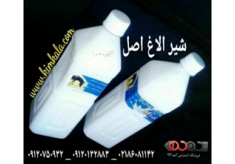 شیرالاغ تازه و اصل شیر الاغ منبع غنی از کلسیم و ویتامین های ضروری بدن
