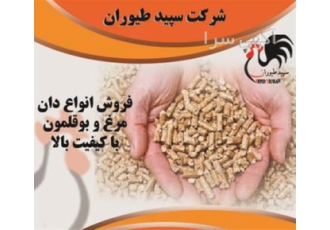 پخش دان مرغ فروش دان مرغ-طیور - طیور