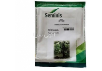 بذر خیار گلخانه ای سلطان در شیراز رقمی پرگل شکل میوه ها سیلندری با شیار
