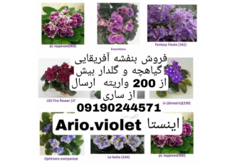 گلخانه بنفشه آفریقایی آریو