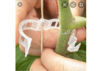 فروش بست بوته گلخانه ای در تهران فروش بست بوته گلخانه ای بست بوته