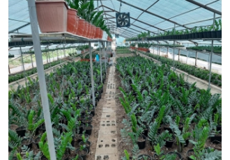 فروش عمده زامفولیا از برگ تا ده شاخه دو متری کمترین فروش 10 گلدان بزرگ