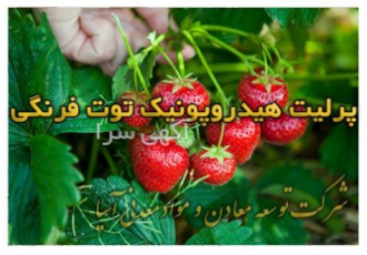 هیدروپونیک توت فرنگی در اصفهان وجود بستر کشت مناسب می تواند فرصت تولید