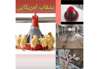 فروش قفس مرغ تخمگذار ، فروش جت هیتر و فن مرغداری