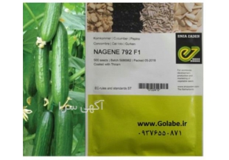 فروش ویژه بذر خیار ناگین در بردسکن بذر خیار گلخانه ای ناگین دارای 2 تا
