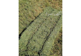 یونجه مرغوب و باکیفیت