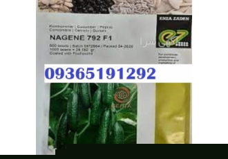 تهیه و پخش بذر خیار ناگین قیمت عالی در همدان دارای بوته ای قوی میوه ای