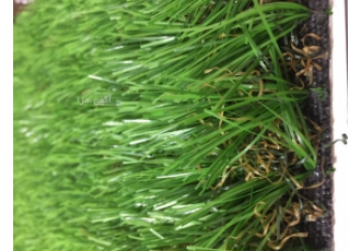 چمن مصنوعی واردات و عرضه انواع چمن مصنوعی و چمن طبیعی Hedef Tiolon