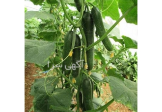 فروش بذر خیار سورینا در تبریز بذر خیار سورینا Sorina F1 یک واریته تیپ