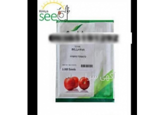 قیمت بذر گوجه فرنگی راک تامین بذر راک در زاهدان دریافت بهترین قیمت