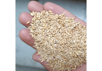 گندم درجه‌ یک گندم خوب کیفیت عالی بدون شپش ارسال طبق نمونه عکس به شرط