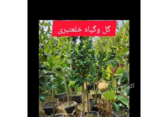 فروش گل و گیاه صحرایی و اپارتمانی فروش انواع گل و گیاه صحرایی