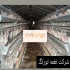 تولید و فروش قفس مرغ تخم گذار طیور در تهران تولید و فروش قفس مرغ تخم