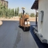 اجاره غلطک برش آسفالت با کاتر اجاره کاتر غلطک در چهاردانگه اجاره