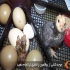 فروش دستگاه جوجه کشی بوقلمون طیور در تهران فروش ویژه دستگاه جوجه کشی