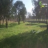 فروش زمین جنگلی ۳۳۰۰۰ متر در سرخرود کد ملک 1330 زمین متراژ بالا جنگلی