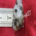 مهره مار دعانویس مهره سلیمانی ناموس کفتار عرج سواحل طلسمات درود اینپیج