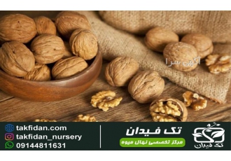 خرید و قیمت نهال گردو پرشین در نهالستان تک فیدان