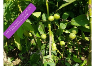 تولید نهال گردو خوشه ای کانادایی