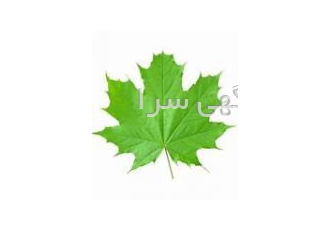 خدمات تایب و ترجمه