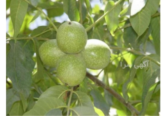 عرضه درخت گردو قپه ای زود درشت گلدانی در ساری عرضه درخت گردو قپه ای زود