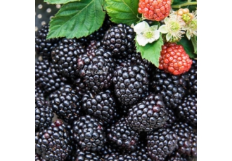 پیش فروش تمشک سیاه (BlackBerry) فرانسوی رقم اصلاح شده پیش فروش 10 تن