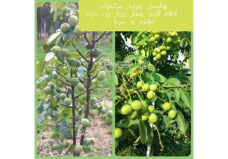 خرید نهال گردو چندلر ، فروش انواع نهال گردو