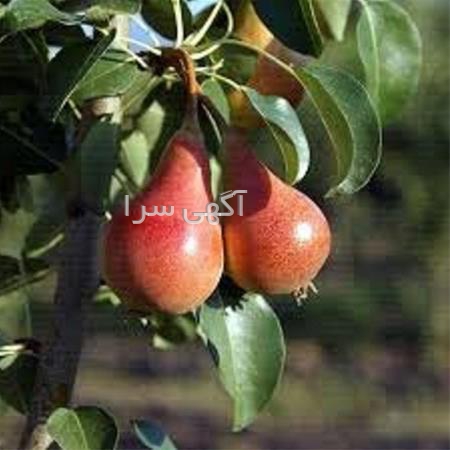 آگهی های بذر و نهال - انار