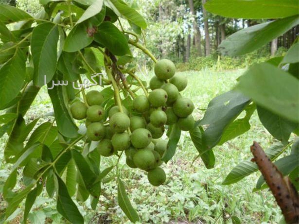 آگهی های کشاورزی و دامداری - حمزه
