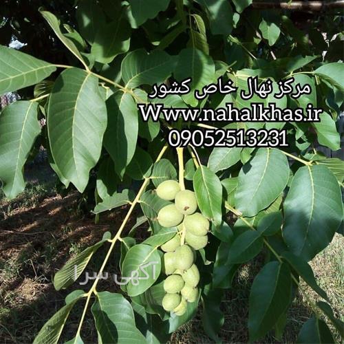 آگهی های بذر و نهال - قرن آباد