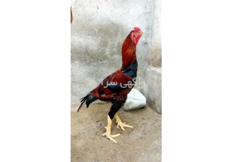 تخم لاری اصیل میدان زن در گرگان تخم نطفه دار لاری اصیل از لاری های دانگ