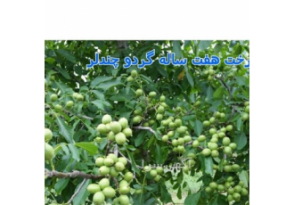 نهال شناسه دار گردو پیوندی چندلر در شیراز فروش نهال گردو چندلر نهال