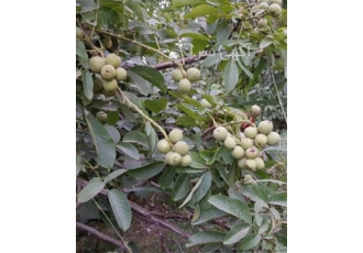 نهال گردو خوشه ای با کیفیت درجه یک