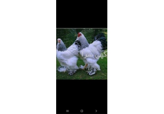عرضه تخم نطفه دار و جوجه برهما