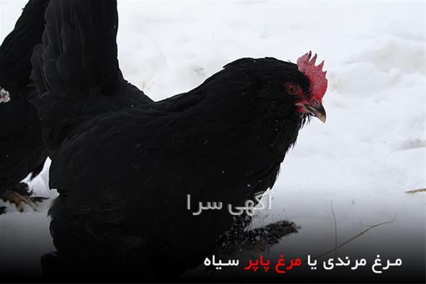 آگهی های کشاورزی و دامداری - ارجمند