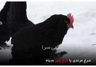 مرغ مرندی اصل. انتخابی جذاب برای پرورش و تولید تخم
