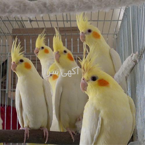 آگهی های کشاورزی و دامداری - افوس