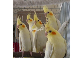 فروش تخم نطفه دار عروس هلندی نطفه ۹۰ درصد در افوس فروش تخم نطفه دار