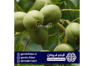 فروش نهال گردو پدرو، نهالستان تک فیدان