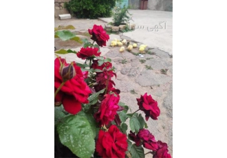 فروش تخم قو غاز &#۱۶۰;پرورش و فروش انواع طیور در اردبیل پرورش و فروش