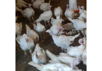 قیمت فروش تخم نطفه دار بوقلمون ارسال کل کشور در کرمانشاه ارائه بهترین