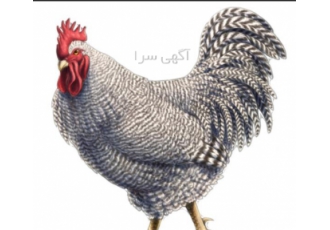 مرغ پلیموت راک